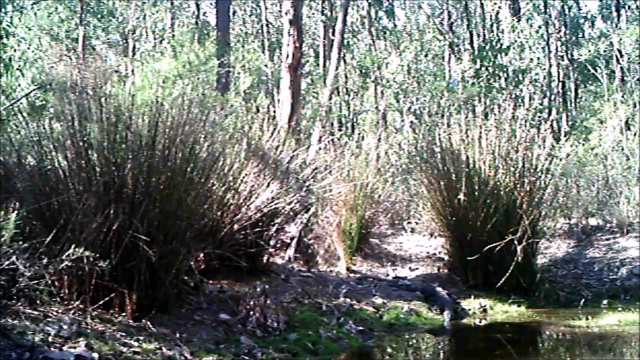 Tree Goanna drinking