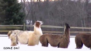 Llamas Snow Dancing