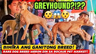 GREYHOUND?!?? BIHIRA ITO! | RARE DOG BREEDS MERON DIN SA BOCAUE PET MARKET!
