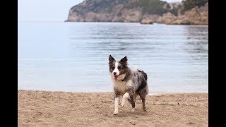 Μαθαίνοντας την εντολή «'Έλα» | Βασική εκπαίδευση σκύλου