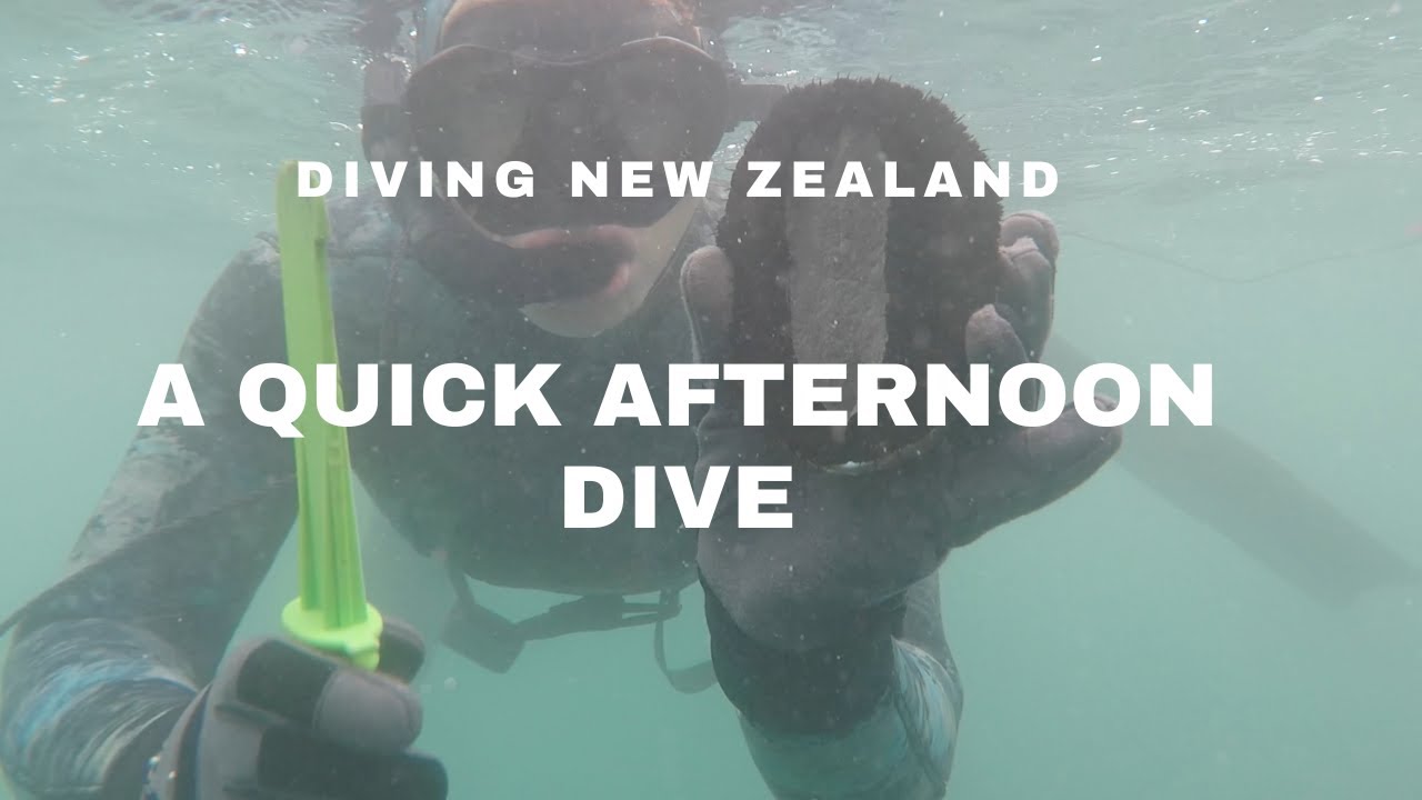 DIVING NEW ZEALANDA QUICK AFTERNOON DIVE YouTube