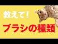 ブラシの種類をご紹介！【猫の多頭飼い】チーママTAKESHIとやさぐれふじ子のおやすみライブ　8月23日