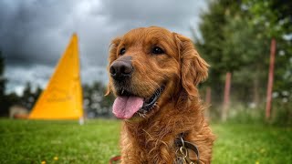 Výcvik Psa - Základ Pre Budúcich Šampiónov