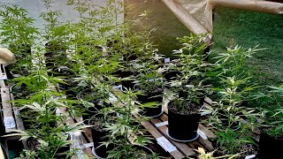 Autoflowers Seed to Harvest! South African Grow @bayseeds971