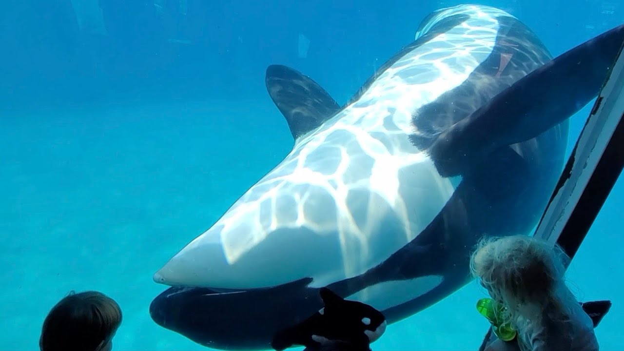 Corky Interacting Orca Underwater Viewing at SeaWorld San Diego