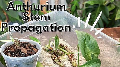Making more plants from anthurium stem cuttings WITH 2 MONTH UPDATE