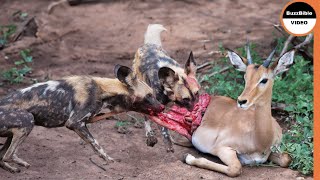 Mother And Infant Impala Were Mercilessly Slaughtered By Savage Dogs