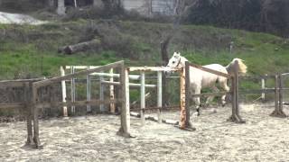 Seabiscuit di Belvedere