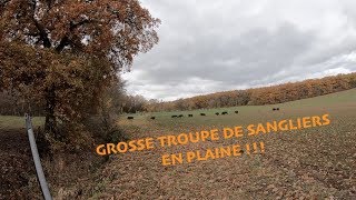 Grosse troupe de sangliers en plaine !! La blaser a encore frappé...