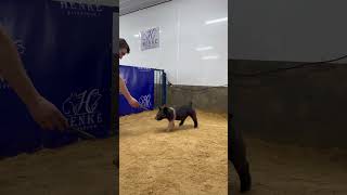 Cross Gilt 4-4 Lot 18