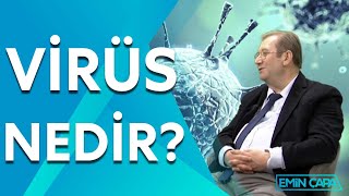 Virüs Ve Bakteri Arasındaki Fark Nedir? Emin Çapa