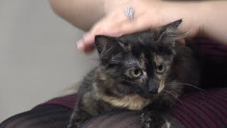 Critter Corner cat up for adoption