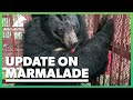 How is Marmalade getting on?