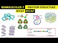 Biomolecules 7 | Structure of Proteins | Primary, Secondary ,Tertiary &amp; Quaternary Protein |Subunits