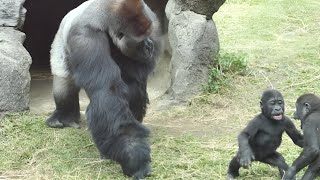 Mom Gorilla Saw Her Babies Arguing What She Did Then Is Hard To Believe
