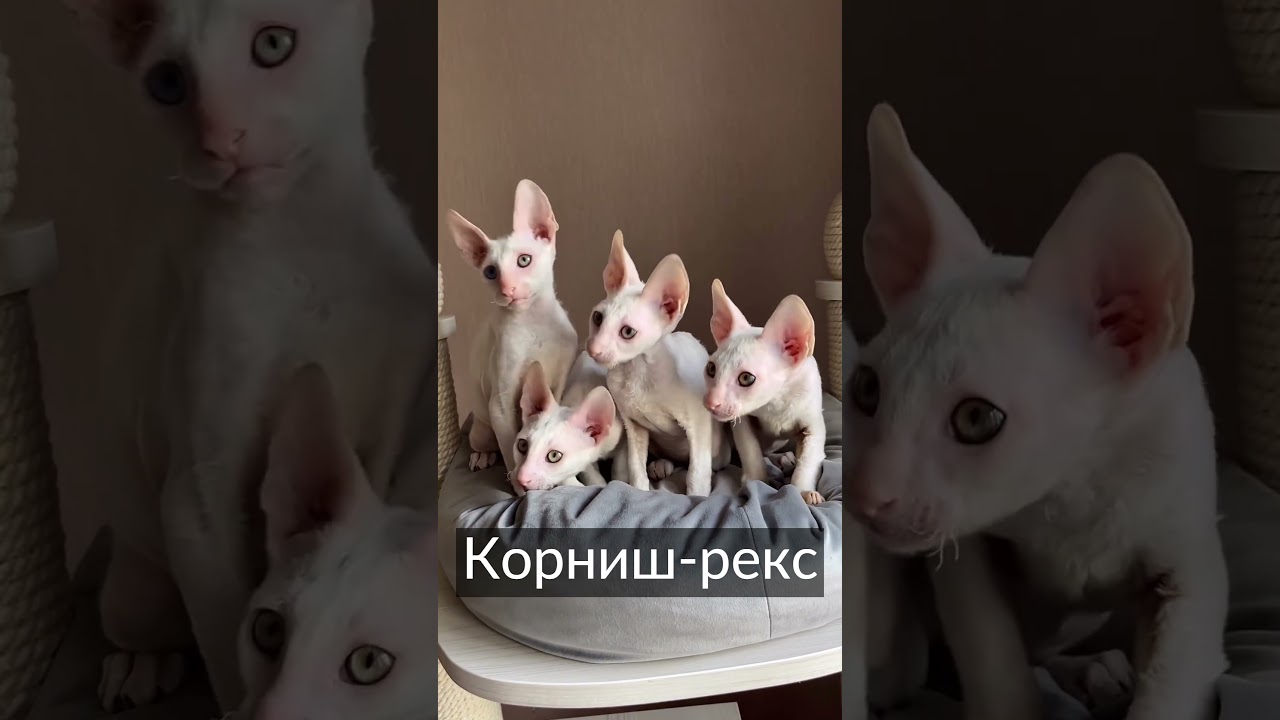 Топ 10 кошек с ОГРОМНЫМИ ушами, которые растопят ваше сердце!