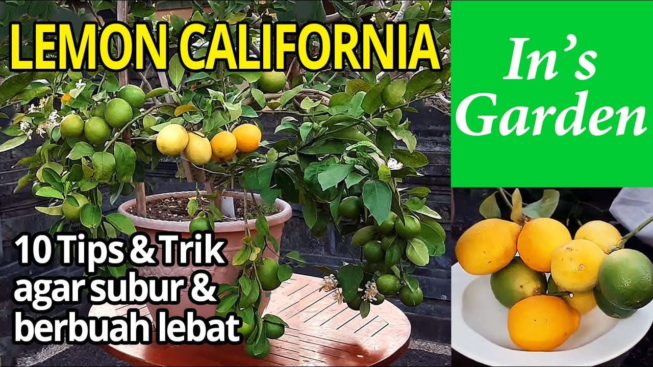 10 Tips & Trik Membuat Lemon California Dalam Pot Agar Subur & Berbuah Lebat | In's Garden Bali