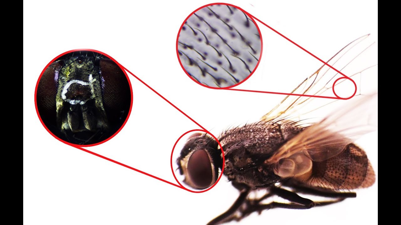 Housefly Under the Microscope YouTube