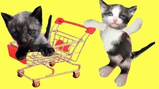 Mis gatitos bebés Luna y Estrella van en carro por el supermercado / Funny cats