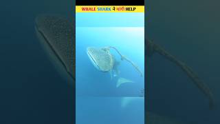 Whale Shark Begs Humans to Save Her Precious Baby! #shorts