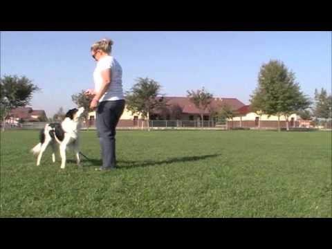 วีดีโอ: การฝึกอบรมการเรียกคืนฉุกเฉินสำหรับสุนัข