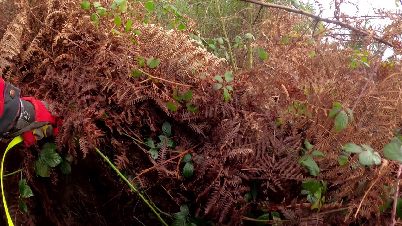 Recherche au sang d'un sanglier en Foret de la hardouinais avec JAP