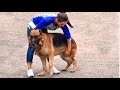 Немецкие Овчарки на Выставке собак. German Shepherd Dogs in Show.