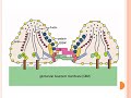 Hsf actualits en physiopathologie partie 01