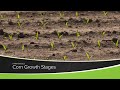 Corn growth stages