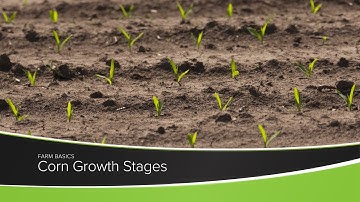 Corn Growth Stages