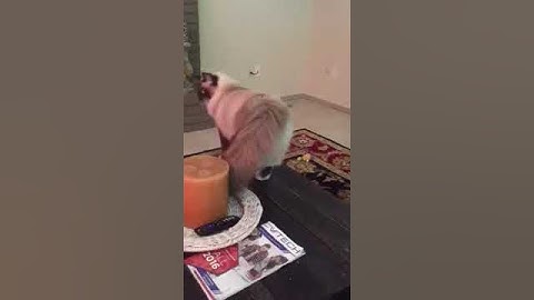 Ragdoll Cat playing fetch!