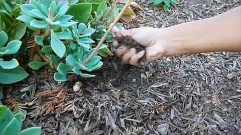 Now That Your Lawn is Gone: Post Sheet Mulching