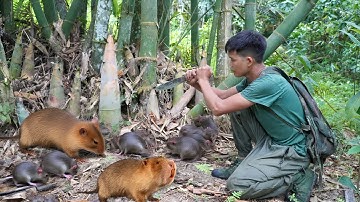 200 days of survival in the wild, hunting, trapping, wild chickens, wild animals, survival alone