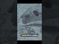 4 Animal Architects EXPOSED in 40s! 🤯