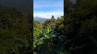 Halimun Di Pucuk Gunung alam alamindonesia adventure youtubeshorts youtuber
