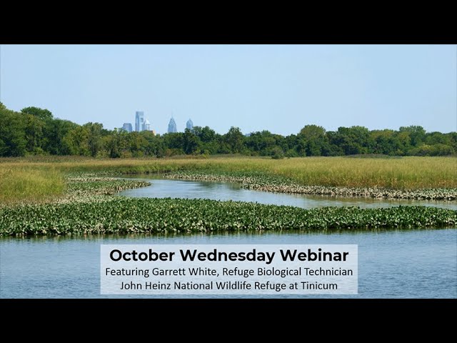 Restoration at John Heinz National Wildlife Refuge at Tinicum with Garrett White