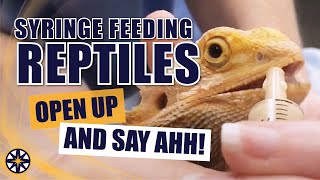 Syringe Feeding Reptiles