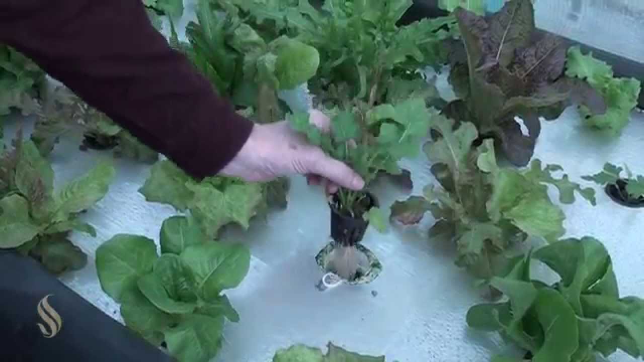 Aquaponics Farm In Bahrain - aquaponic