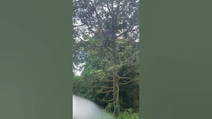 泰國 旅行 的美景和美食 摘榴槤 - 天天要聞