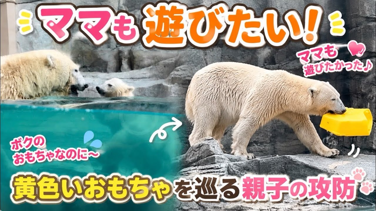 ママも遊びたい！黄色いおもちゃを巡る親子の攻防🐾2026/05/28 #男鹿