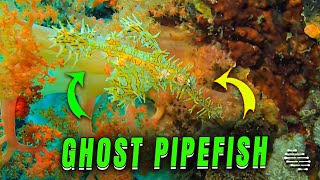 Egg-Carrying  Colorful Harlequin Ghost Pipefish Encounter by ViralSnare Rights Management 1,984 views 6 days ago 23 seconds