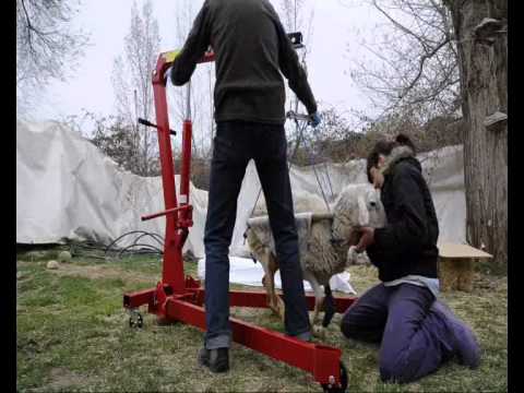 Flor: primer intento con el aparato para que se ponga en pié. farmers insurance
