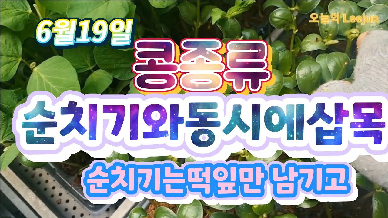 들어는 보셨나요? 콩적심은 떡잎만남기고 그리고 순치기동시 삽목. - YouTube