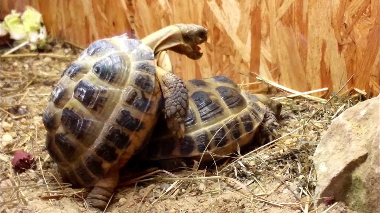 Paarung von Schildkröten mit Geräuschen Liebesakt YouTube