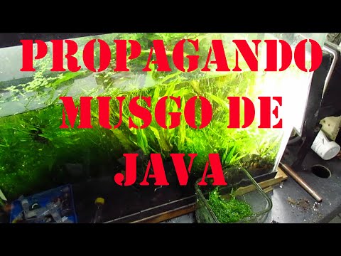 Video: Musgo De Java Gourmet