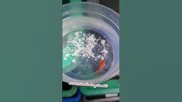 trị túm lắc cá 7 màu đơn giản nhất