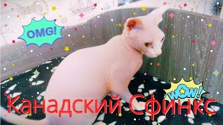 Канадский Сфинкс - Уход 24 часа😸#Канадский Сфинкс