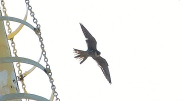 When You Go (from the album "Orogeny")