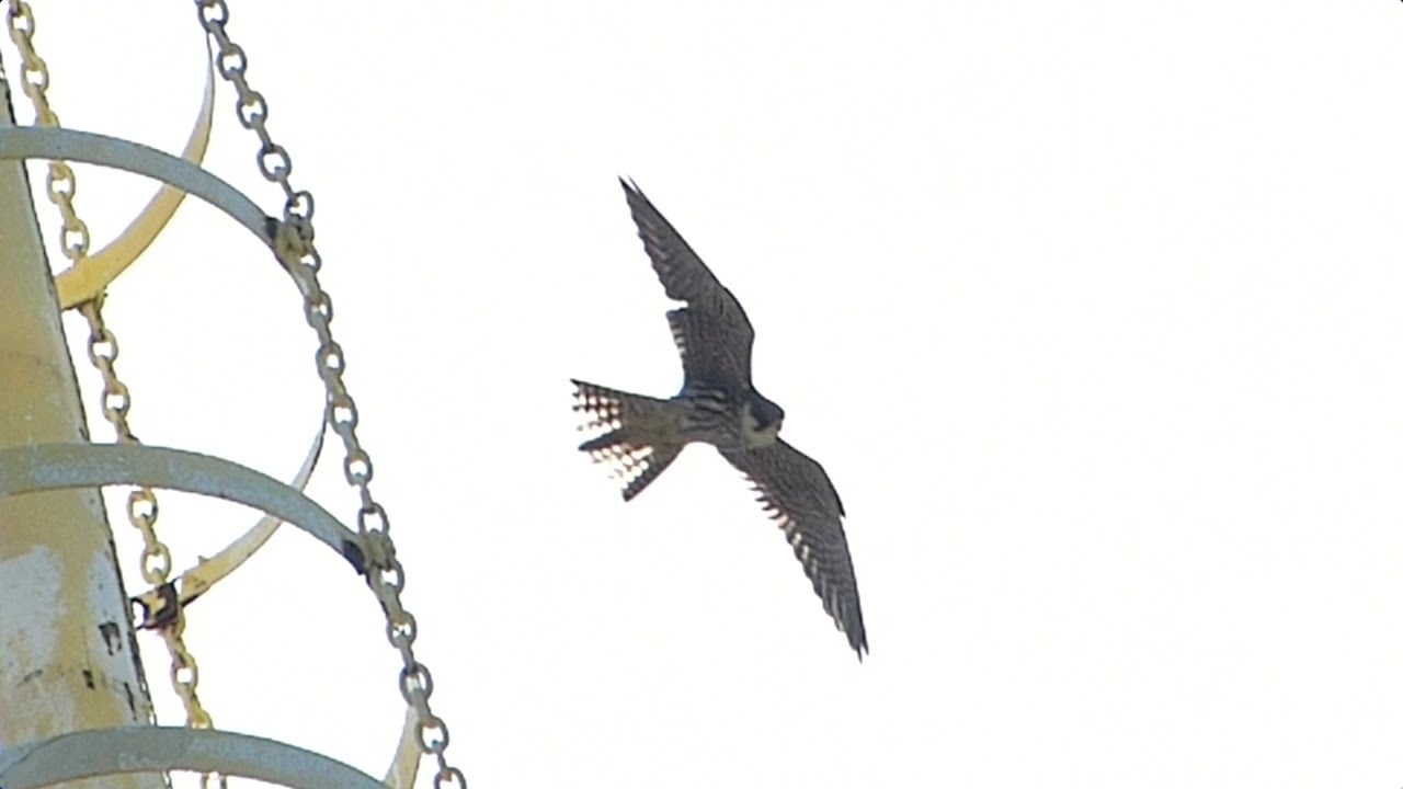 When You Go (from the album "Orogeny") YouTube