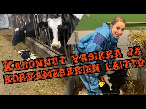 Video: Vasikka Katosi Tilalta, Ja Kun Se Löydettiin 4 Päivää Myöhemmin, Ihmiset Kauhuivat Sen Näkyessä (18+) - Vaihtoehtoinen Näkymä